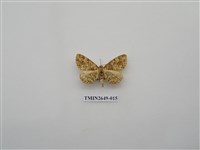 藏品(尺蛾178)的圖片